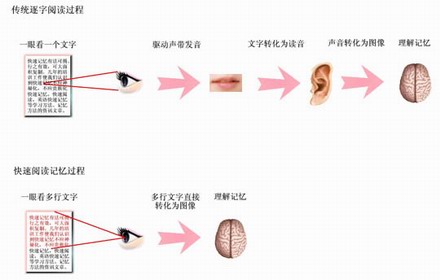 眼腦直映 高效閱讀 —— 精英特速讀記憶訓練網
